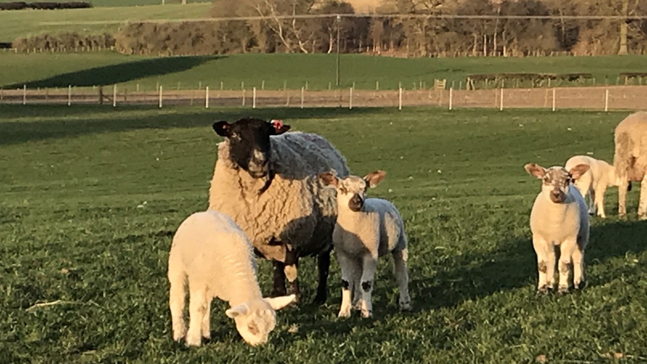 Photo of Others in Grimstone