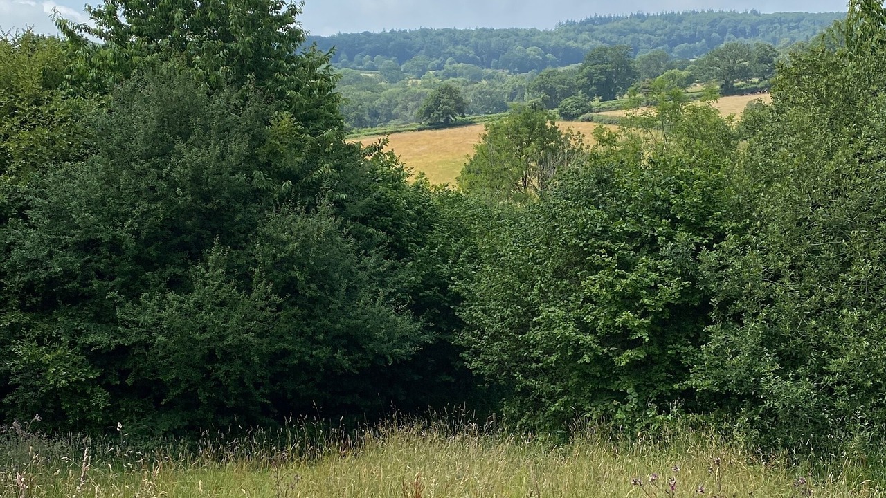 Photo of Others in Bridport