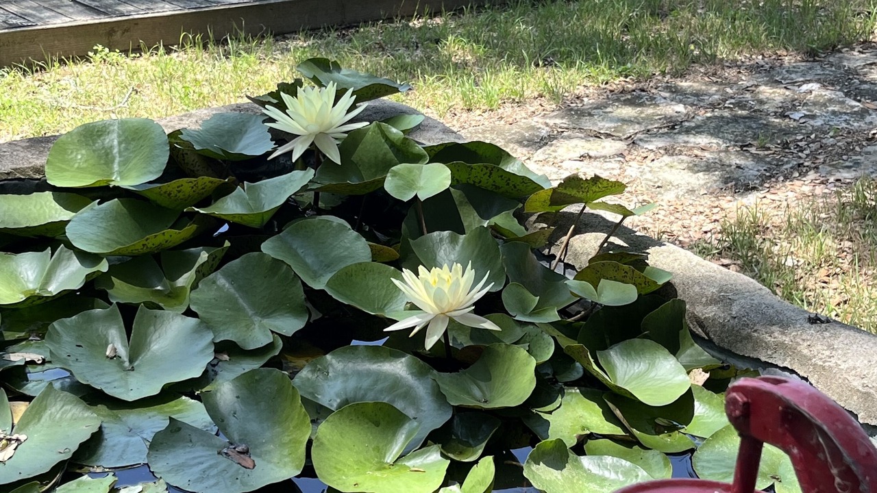 Photo of Outdoor in Flatonia