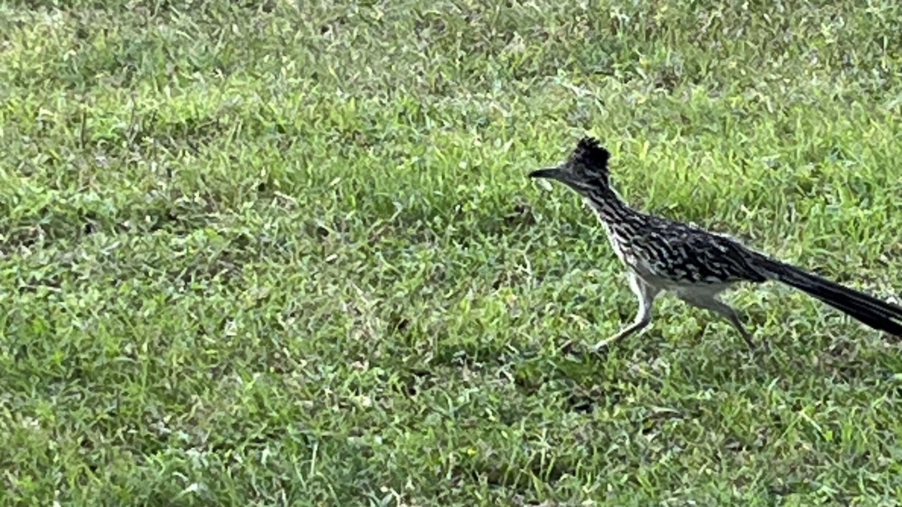 Photo of Outdoor in Flatonia
