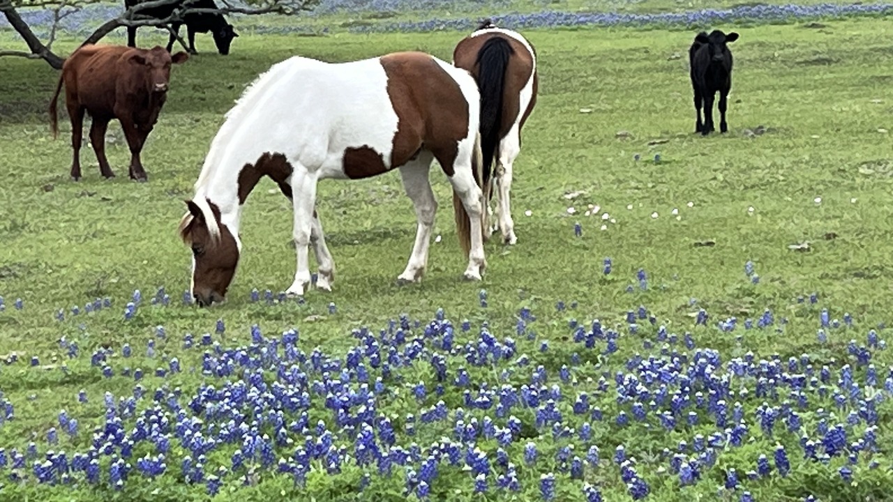 Photo of Others in Flatonia
