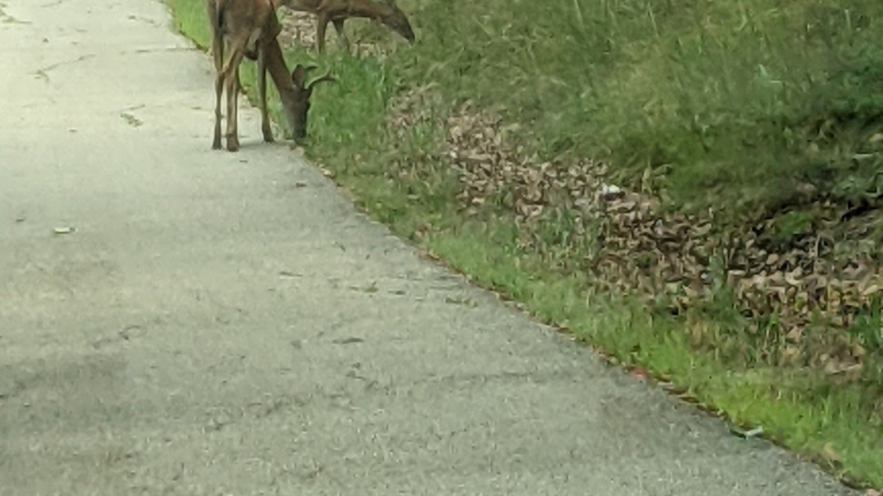 Photo of Outdoor in Linn Creek