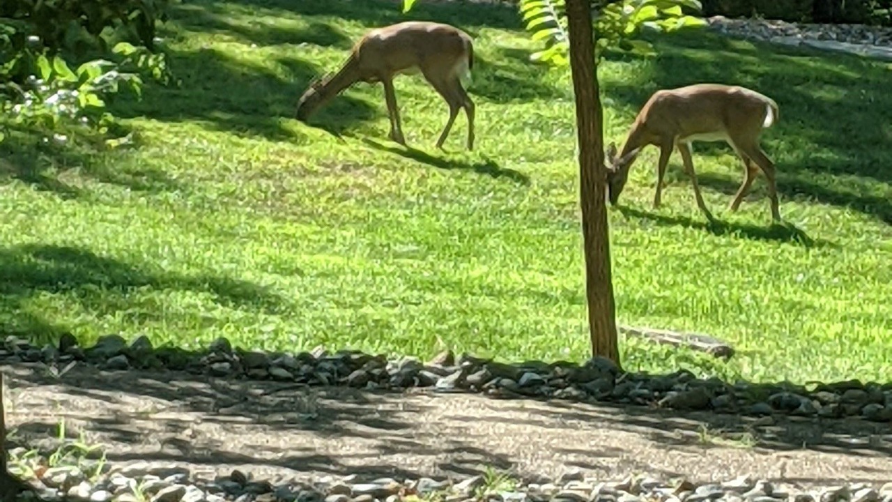 Photo of Outdoor in Linn Creek