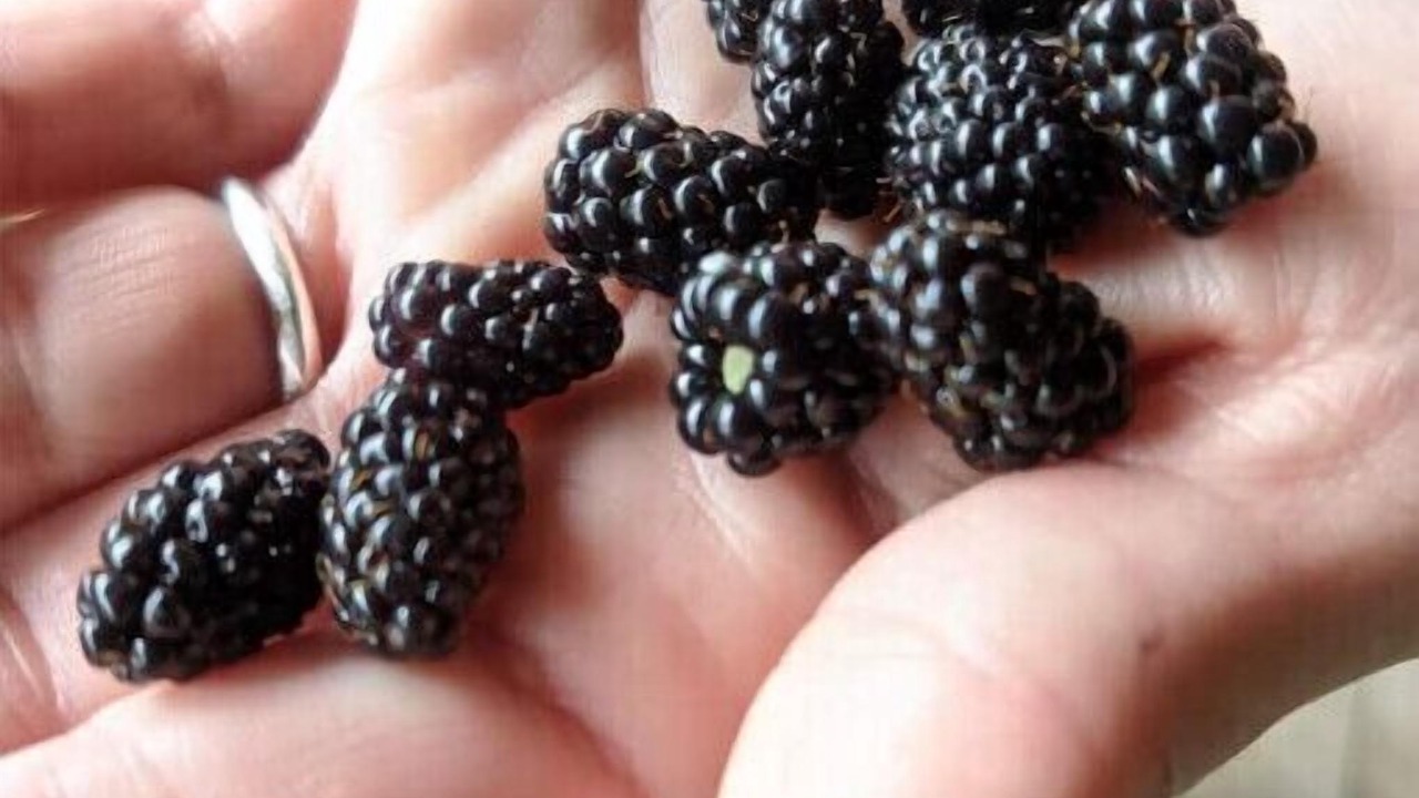 Photo of Others in Danville