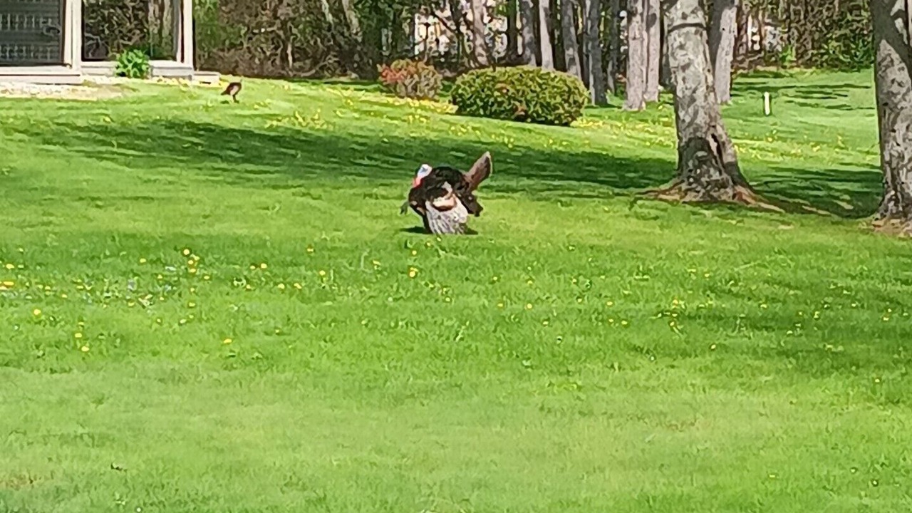 Photo of Outdoor in Brunswick