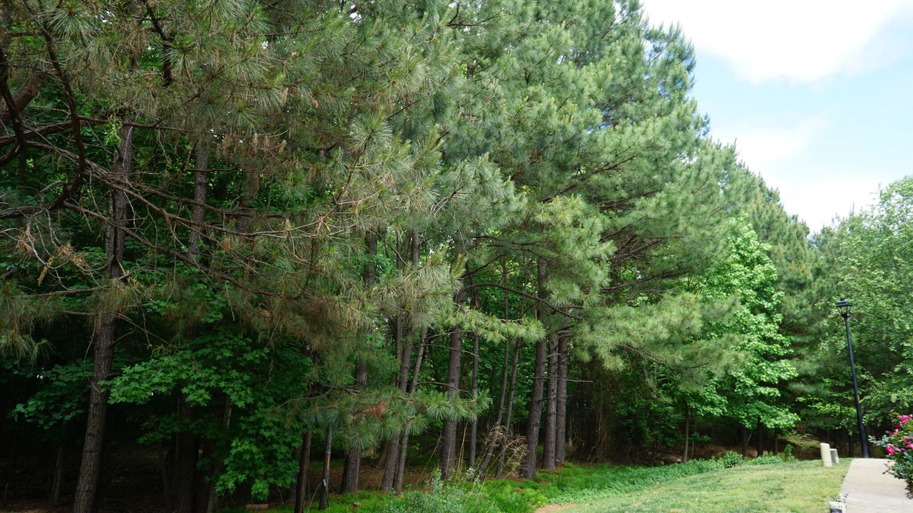 Photo of Outdoor in North Raleigh