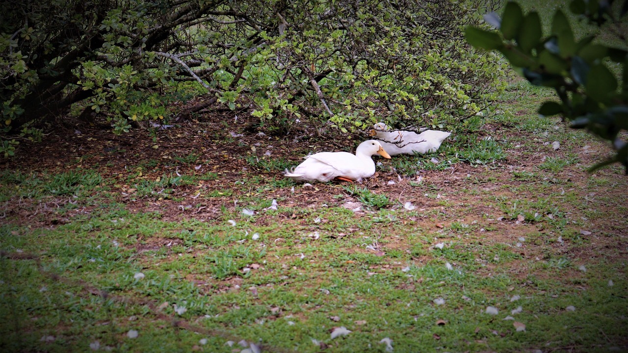 Photo of Others in Sugarmill Woods