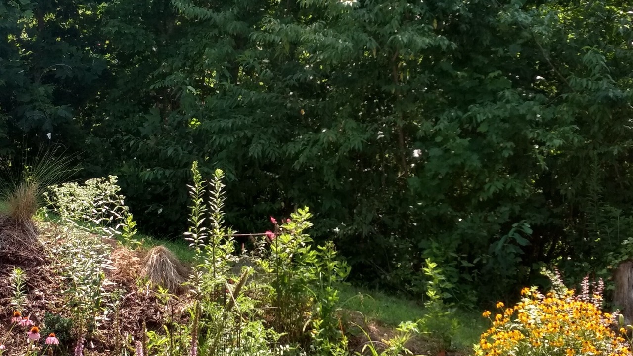 Photo of Outdoor in Sylva