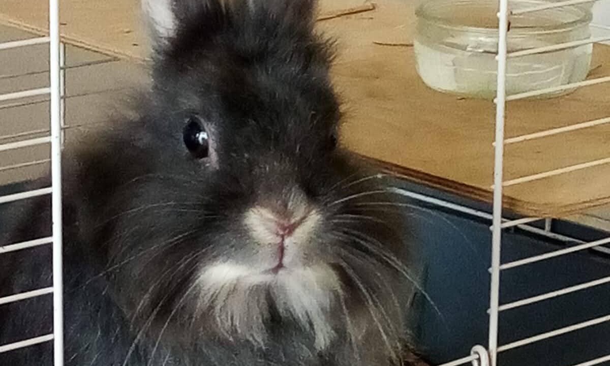 Photo of Others in Saint-Dizant-du-Gua