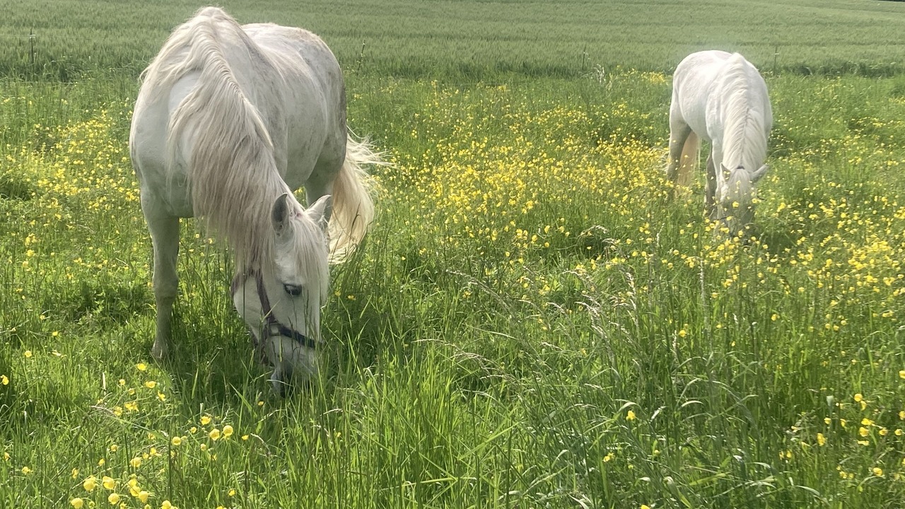 Photo of Others in Saint-Dizant-du-Gua
