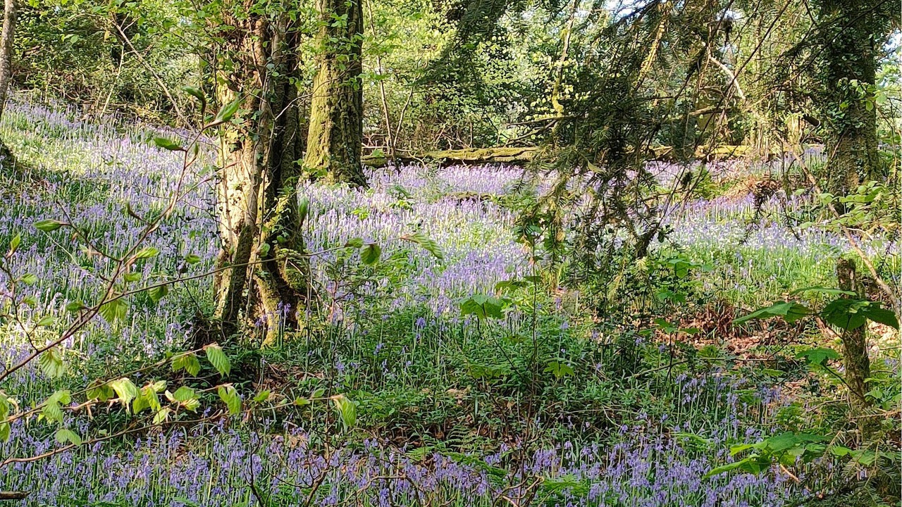 Photo of Others in Canihuel
