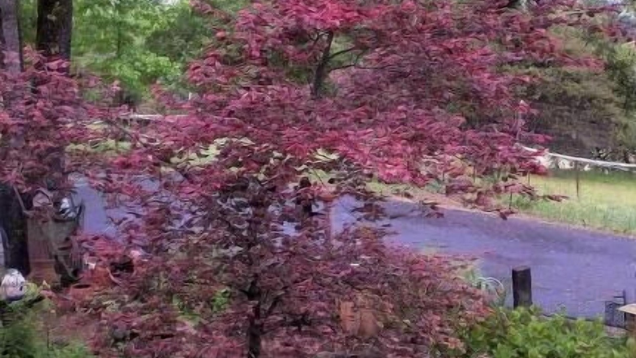 Photo of Outdoor in Placerville
