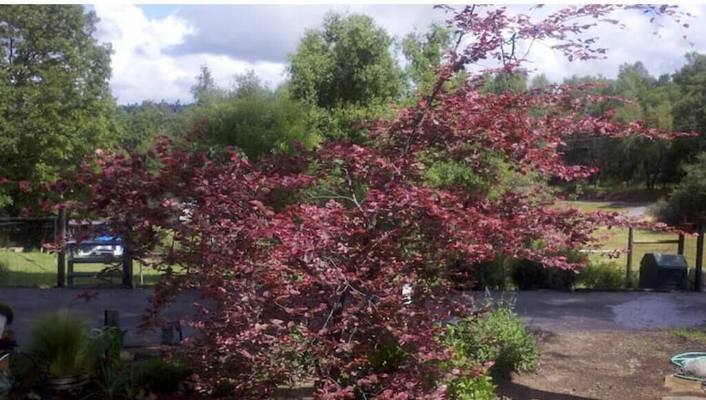 Photo of Outdoor in Placerville