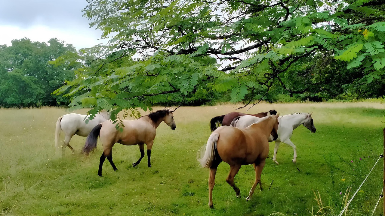 Photo of Outdoor in Saint-Herblain