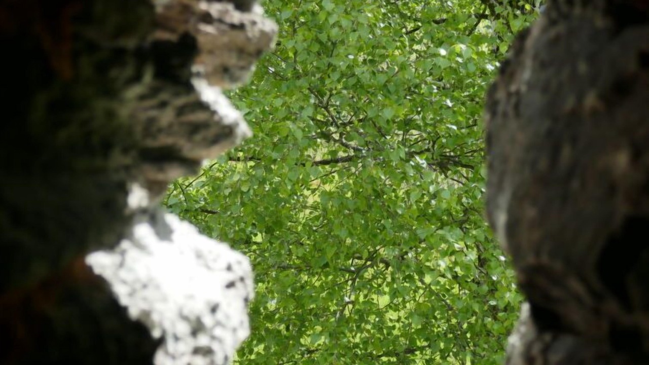 Photo of Others in Acquarossa