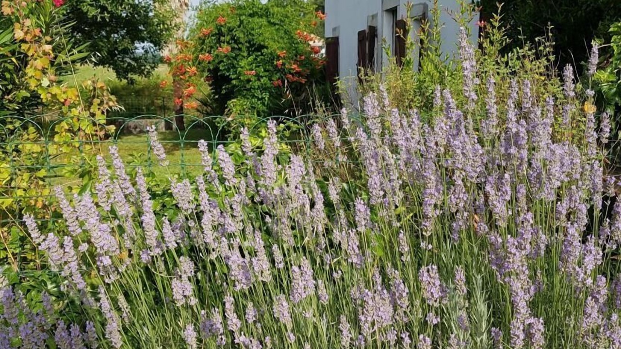 Photo of Outdoor in Toulouzette