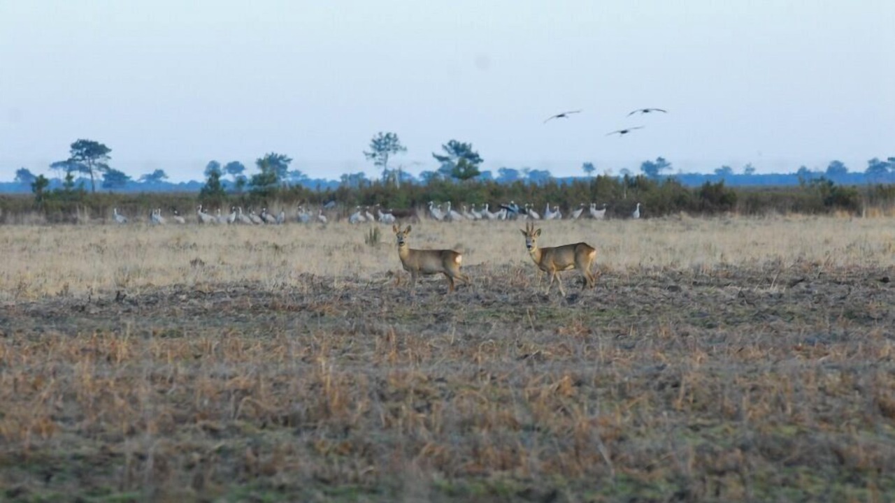 Photo of Outdoor in Luxey