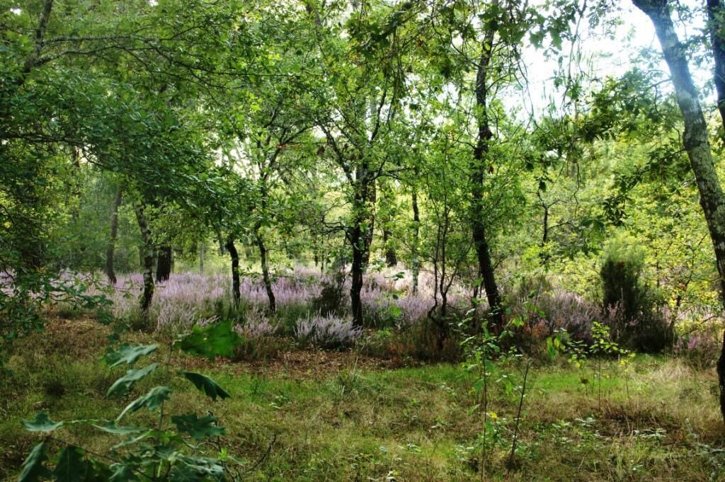 Photo of Outdoor in Pissos