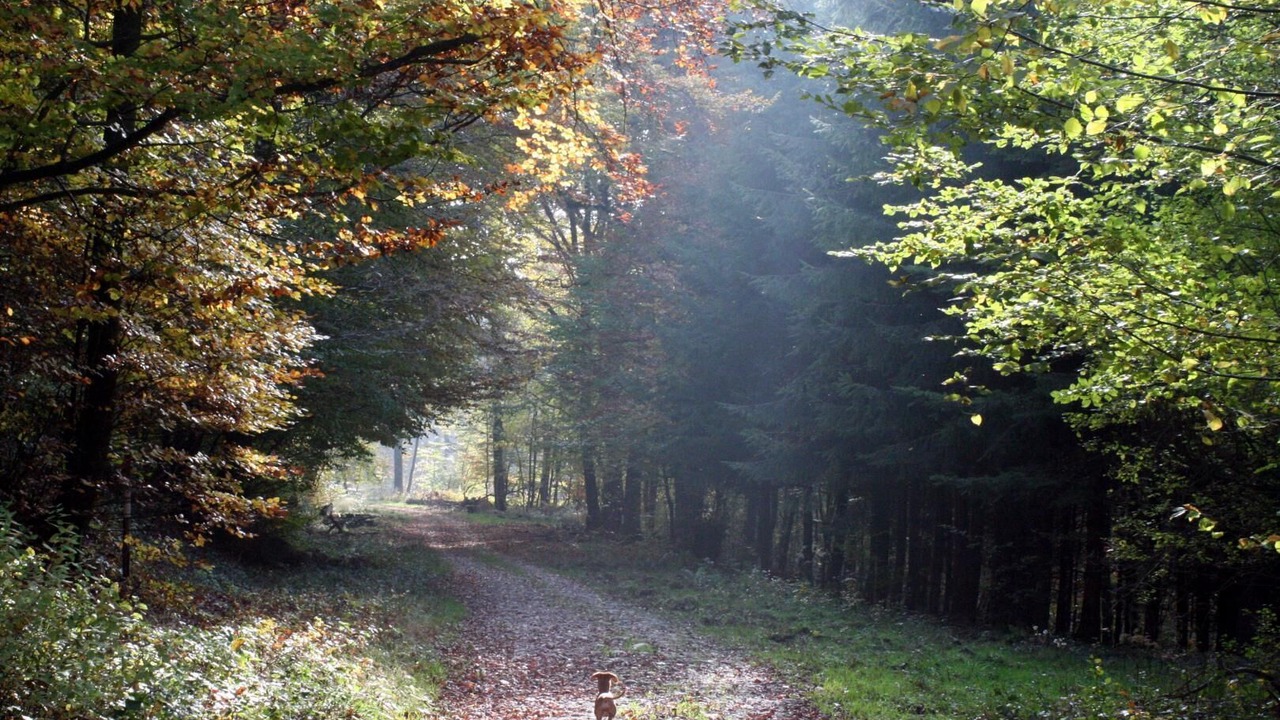 Photo of Outdoor in Onesse-et-Laharie