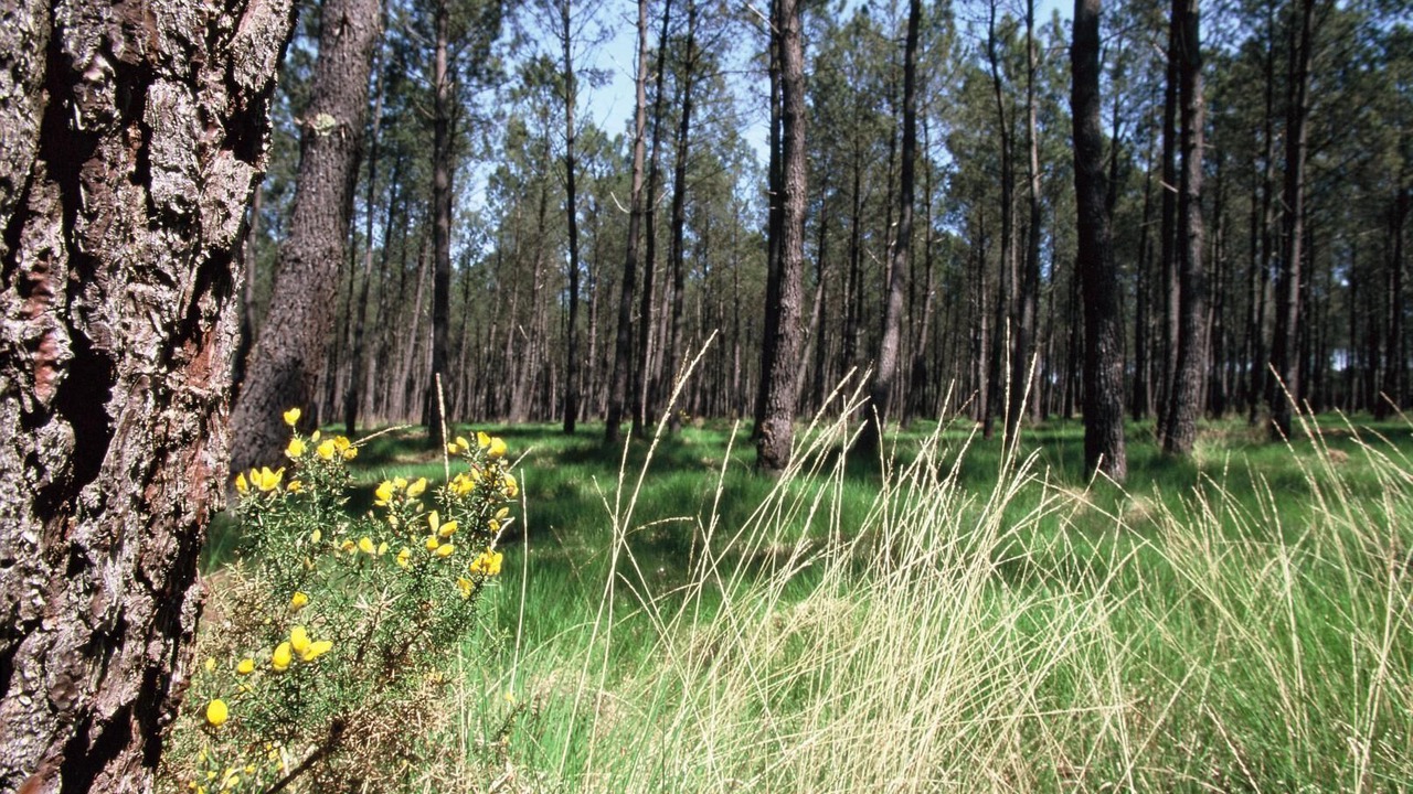 Photo of Outdoor in Mugron