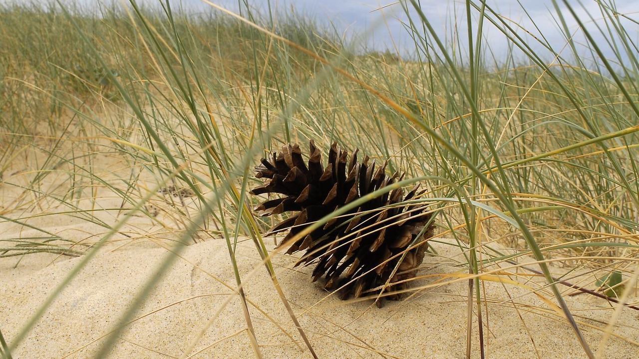 Photo of Outdoor in Sainte-Eulalie-en-Born