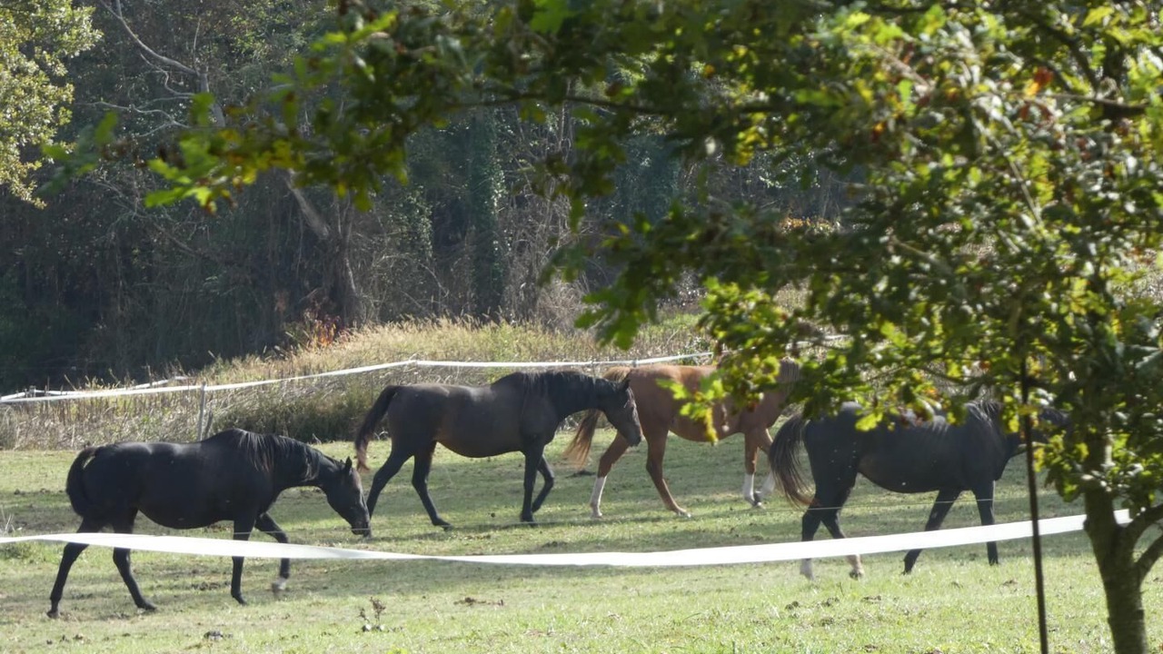 Photo of Outdoor in Horsarrieu