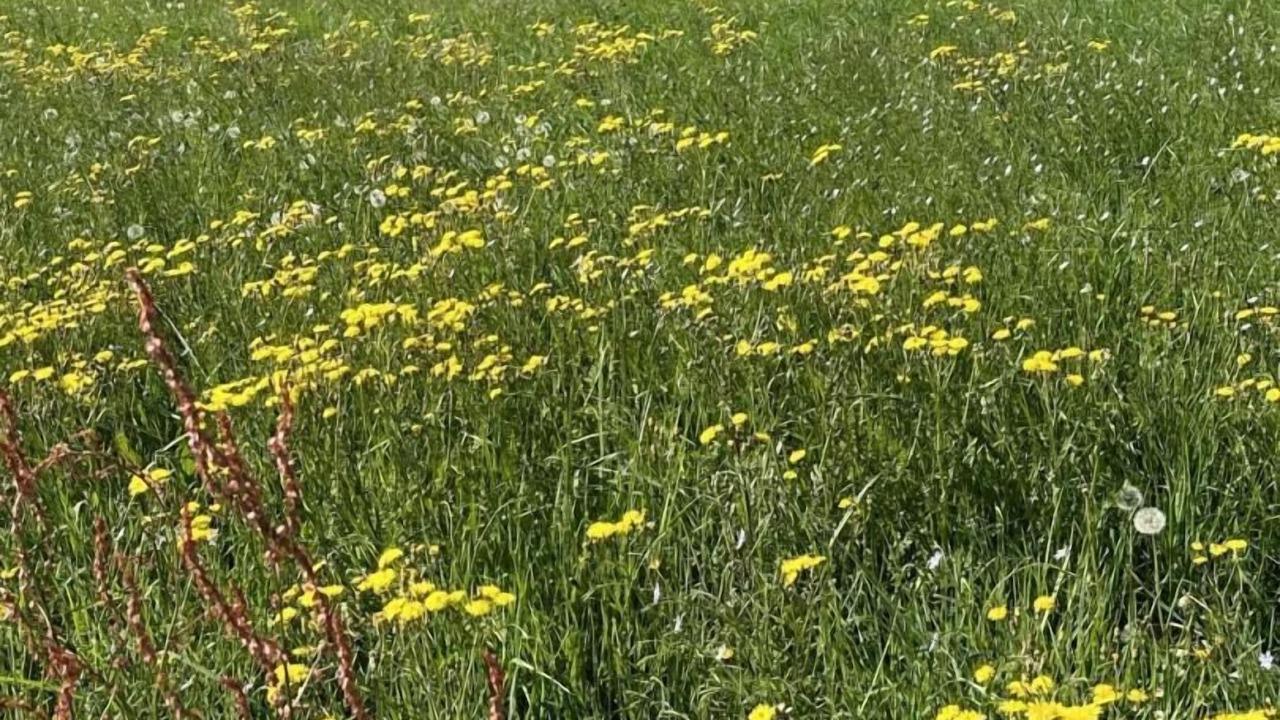 Photo of Outdoor in Horsarrieu