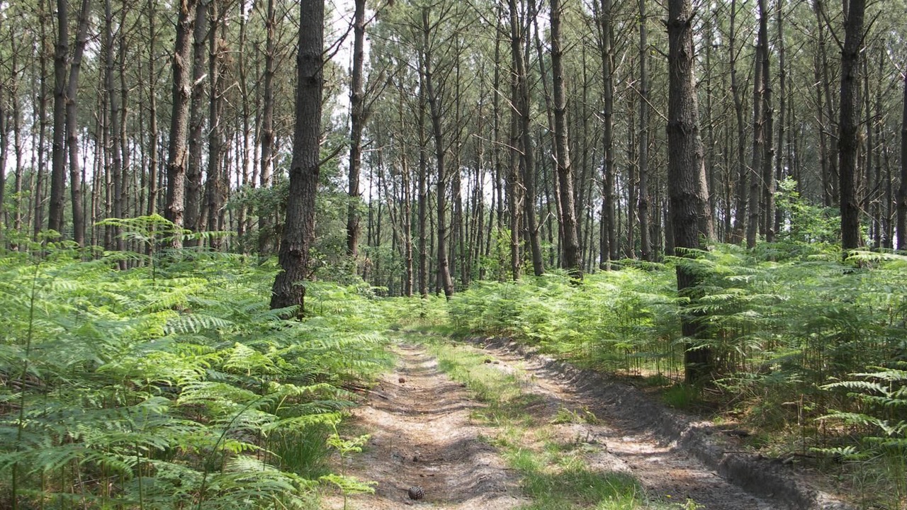 Photo of Outdoor in Morcenx