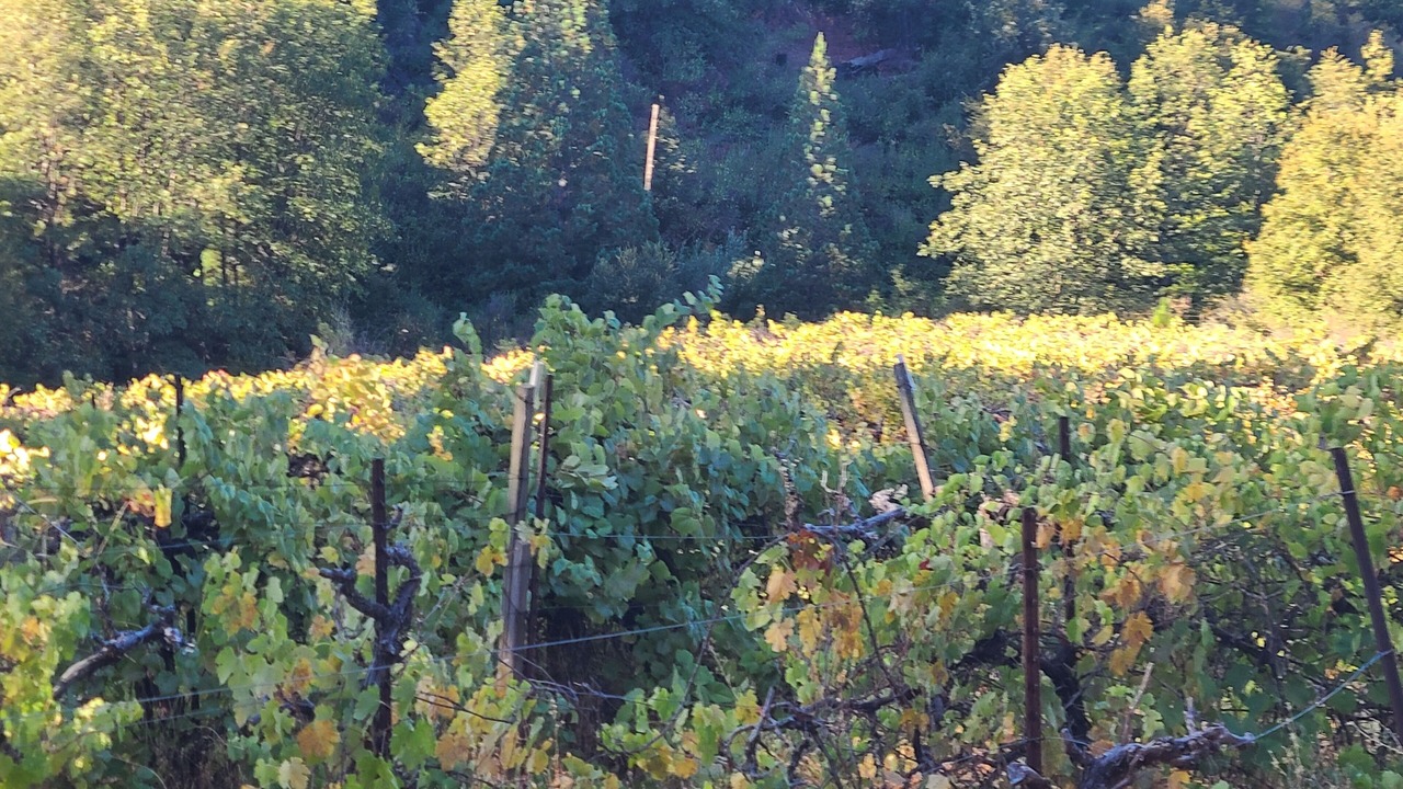 Photo of Others in Murphys