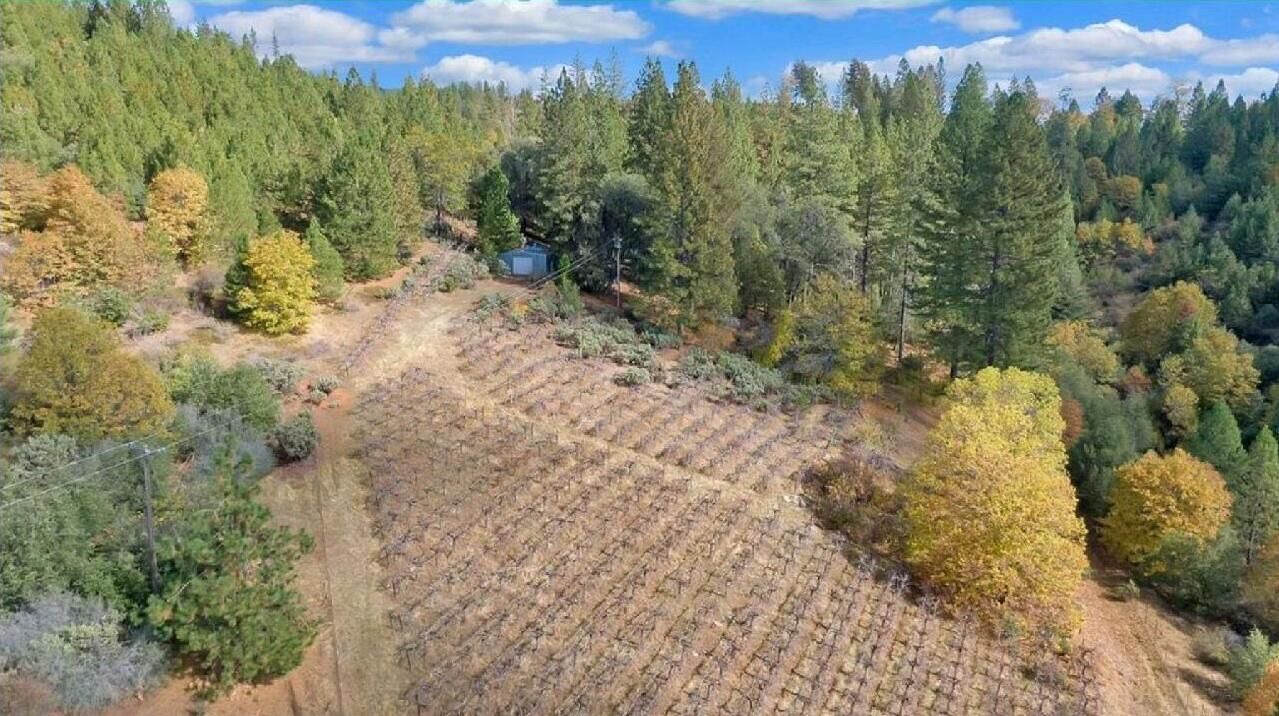 Photo of Outdoor in Murphys