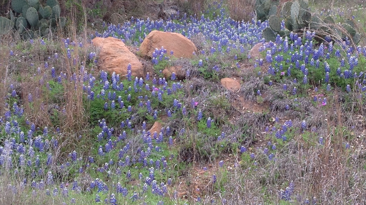 Photo of Others in Burnet