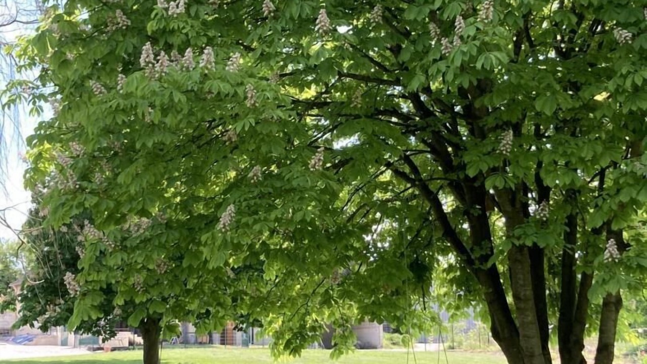 Photo of Outdoor in Trouans