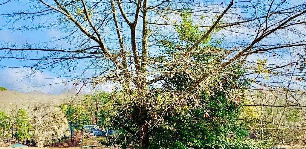 Photo of Outdoor in Townville