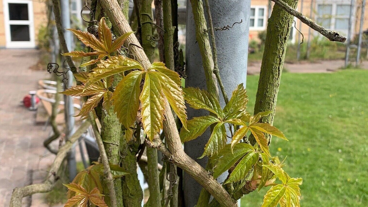 Photo of Outdoor in Frederiksberg