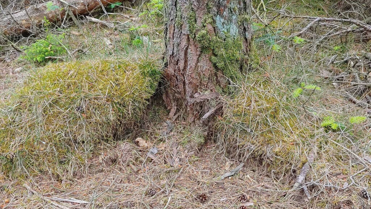 Photo of Others in Jegum
