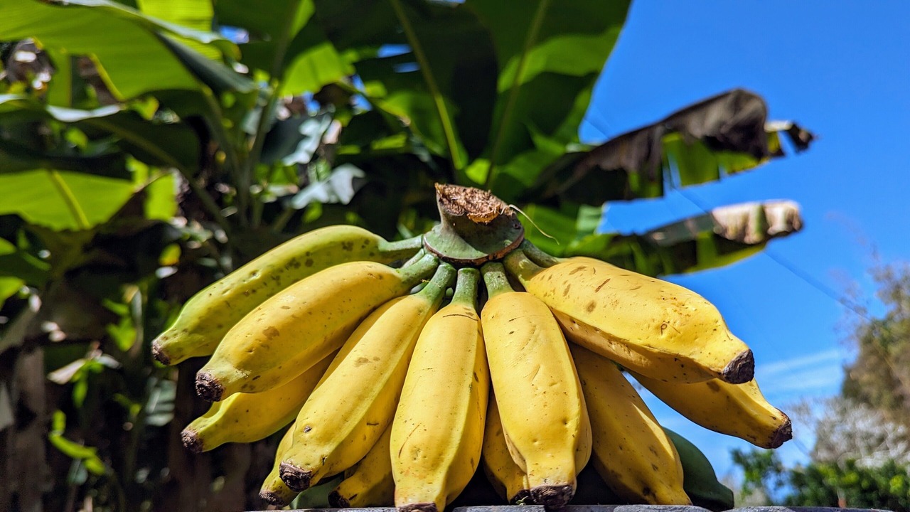 Photo of Outdoor in Captain Cook