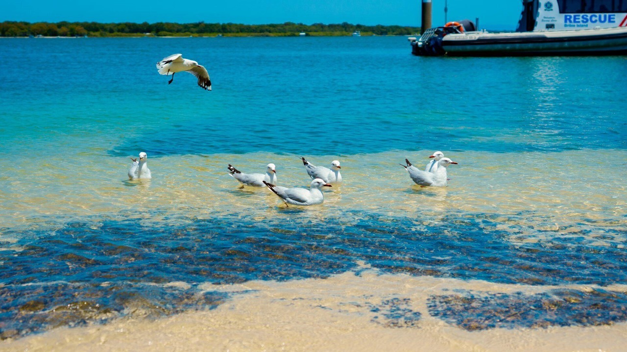 Photo of Others in Bellara