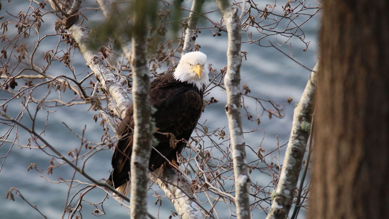 Photo of Others in Vashon Island