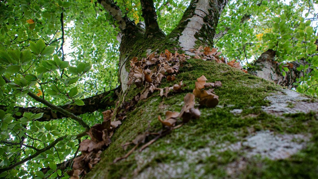 Photo of Outdoor in Sainte-Hermine