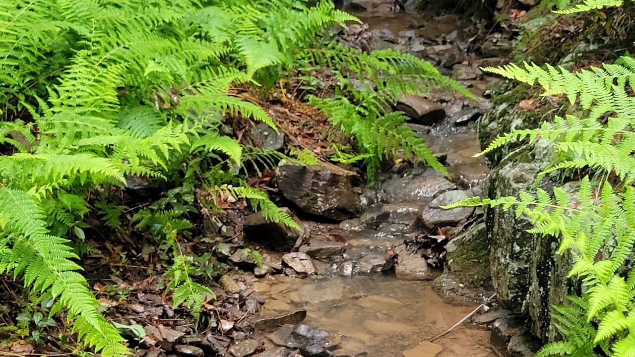 Photo of Outdoor in Singers Glen