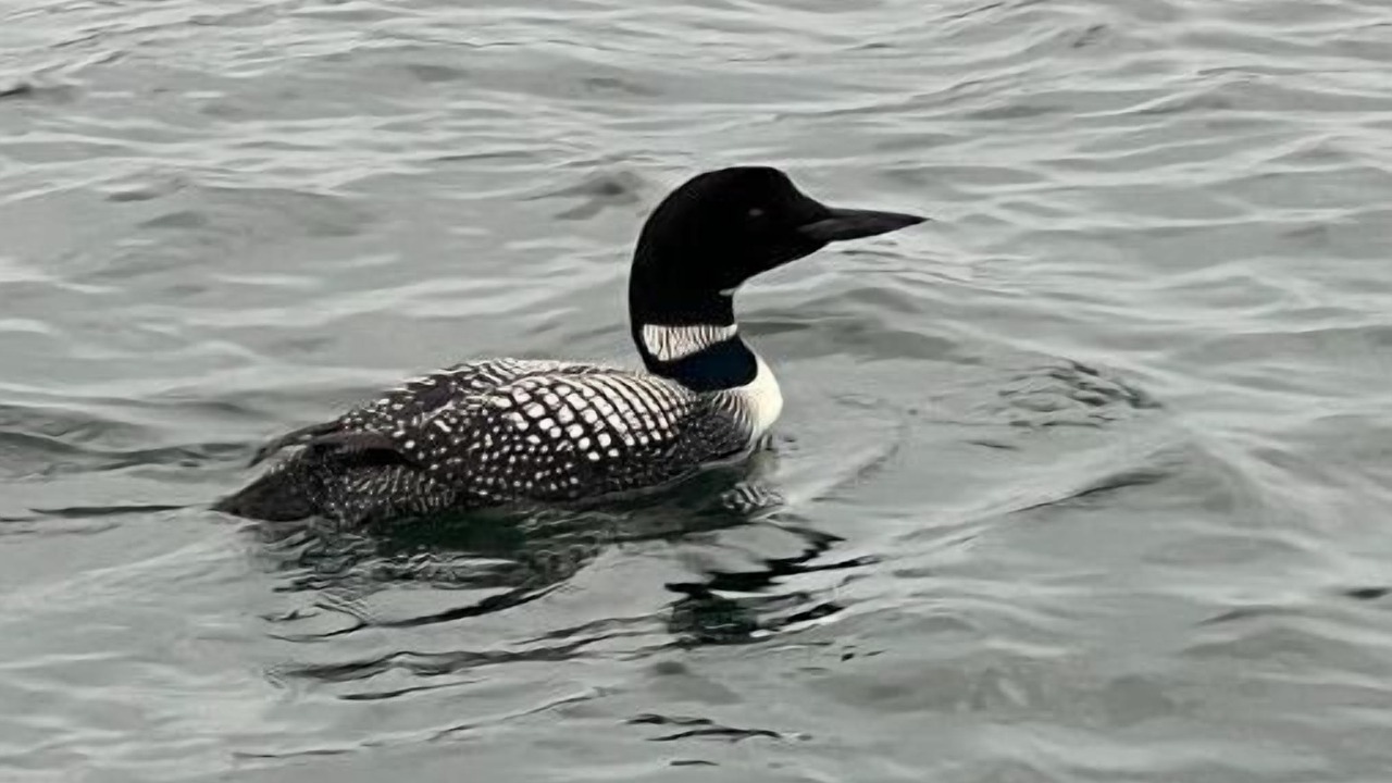 Photo of Others in Breezy Point