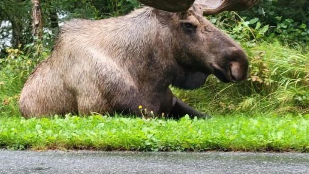 Photo of Others in Turnagain