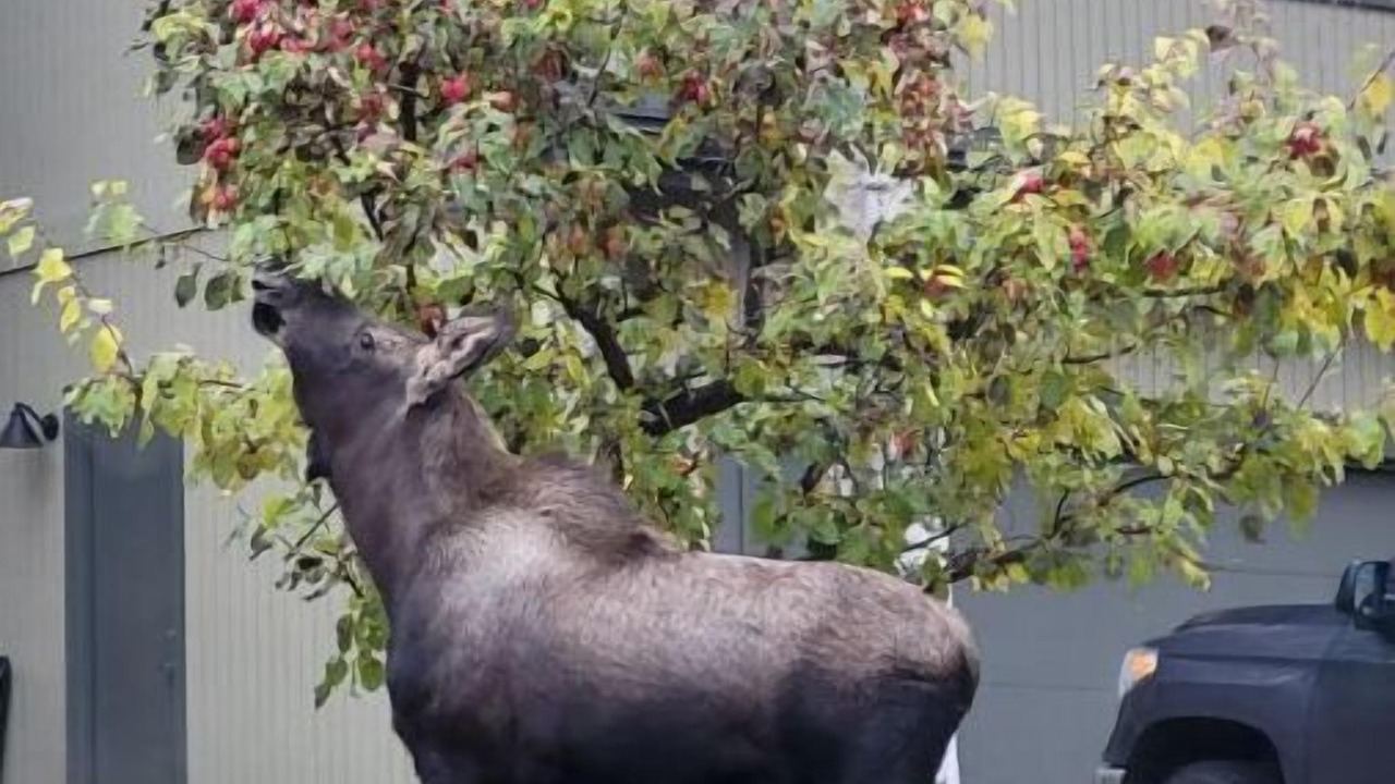 Photo of Outdoor in Turnagain
