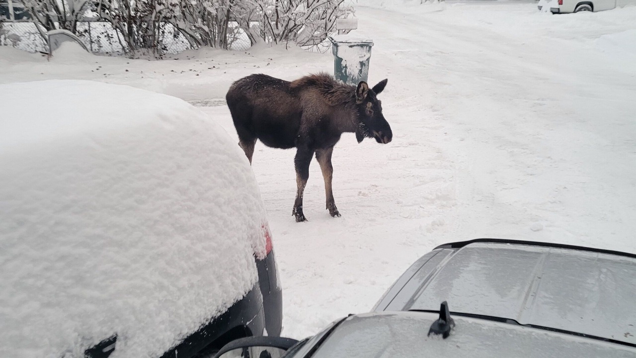 Photo of Others in Turnagain