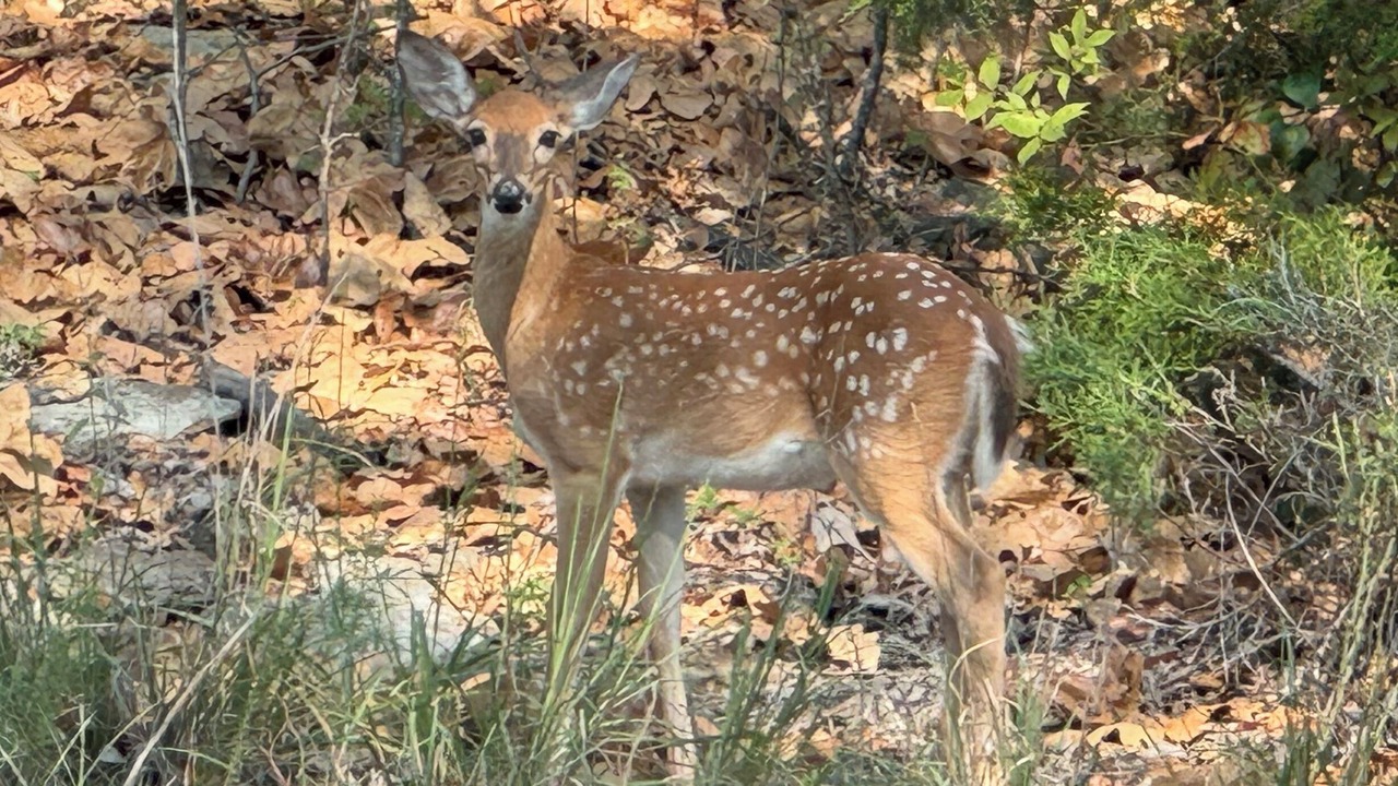 Photo of Others in Evening Shade