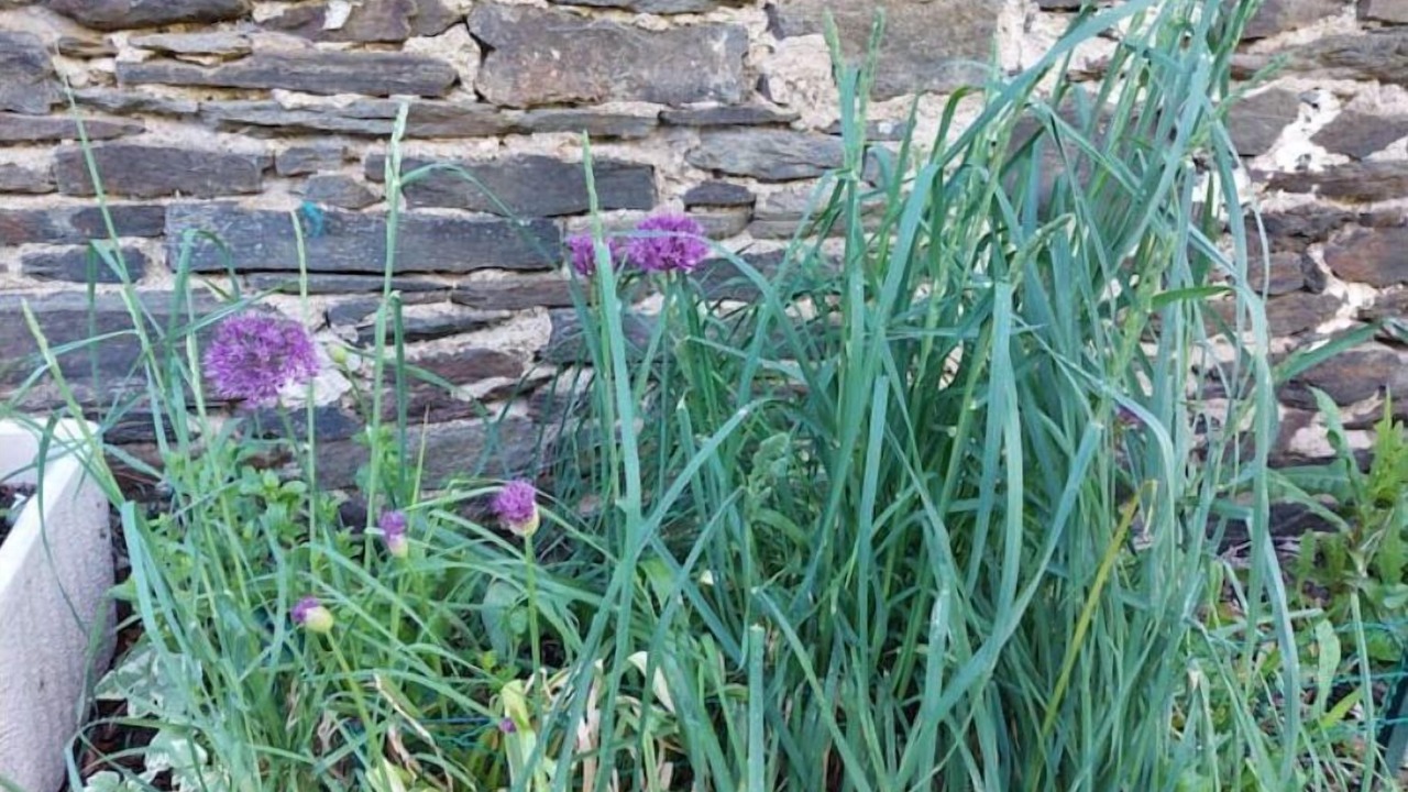 Photo of Outdoor in Cassagnes-Begonhes