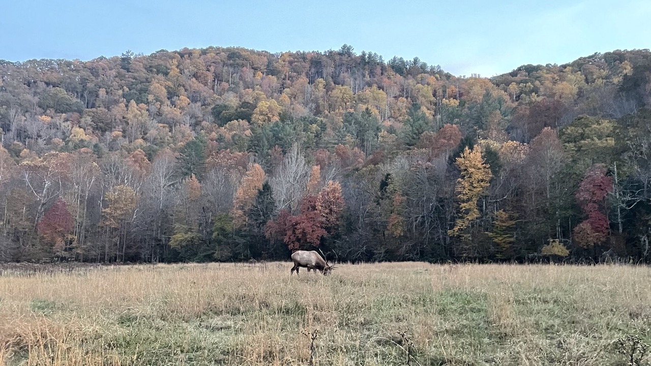 Photo of Others in Bent Creek