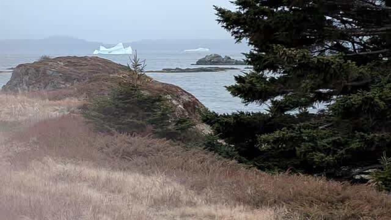 Photo of Others in Twillingate