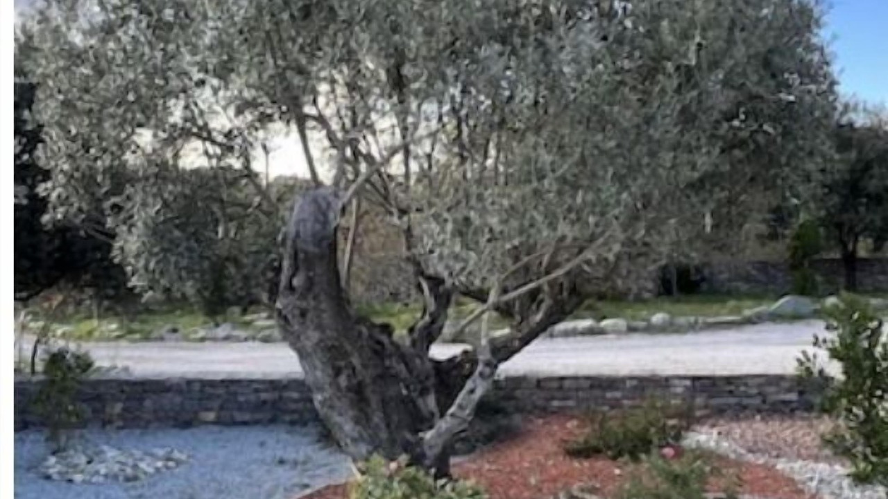 Photo of Outdoor in Cazevieille