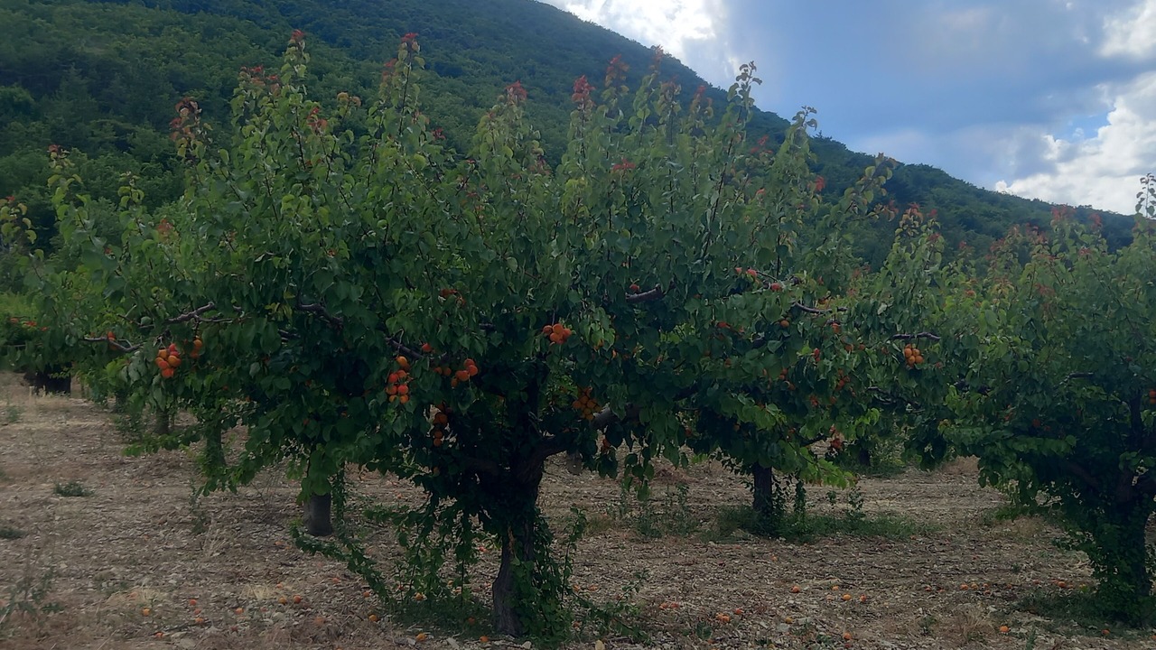 Photo of Outdoor in Aubres